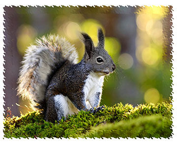 aberts_squirrel